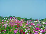格桑花