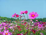 格桑花