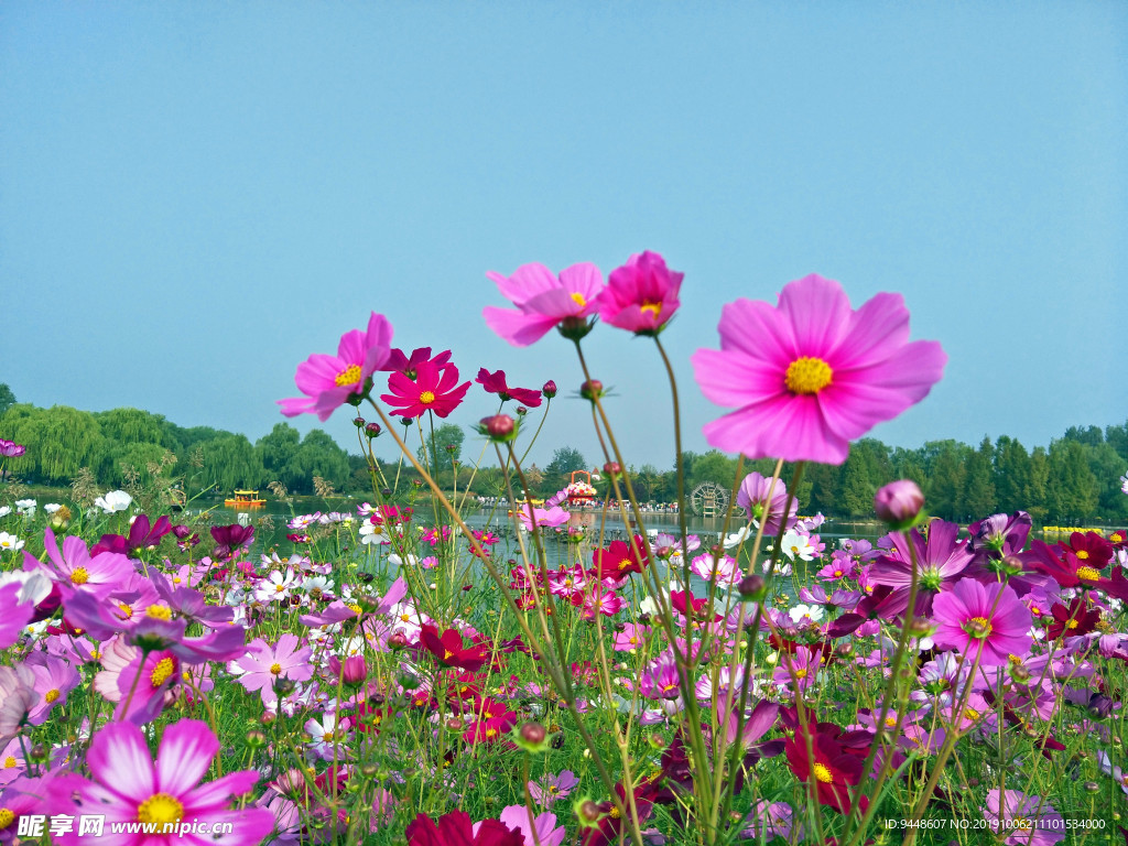格桑花
