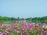格桑花