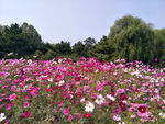 格桑花