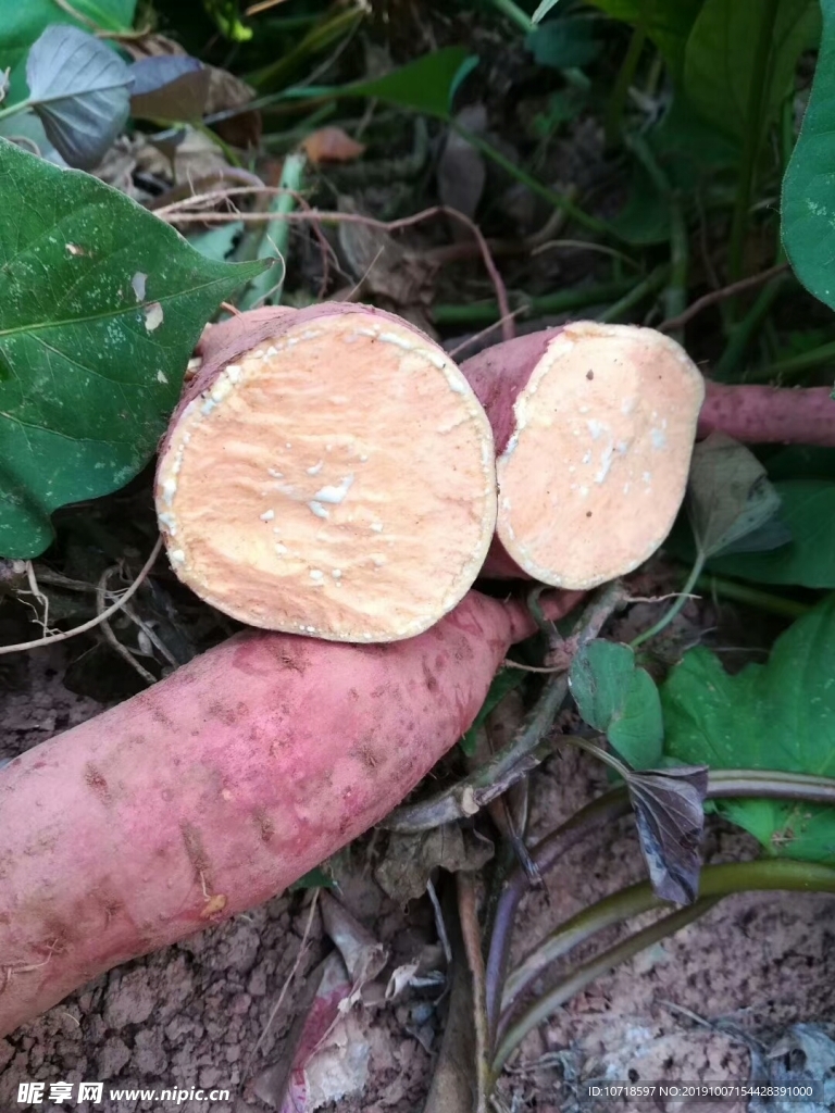 番茄红薯