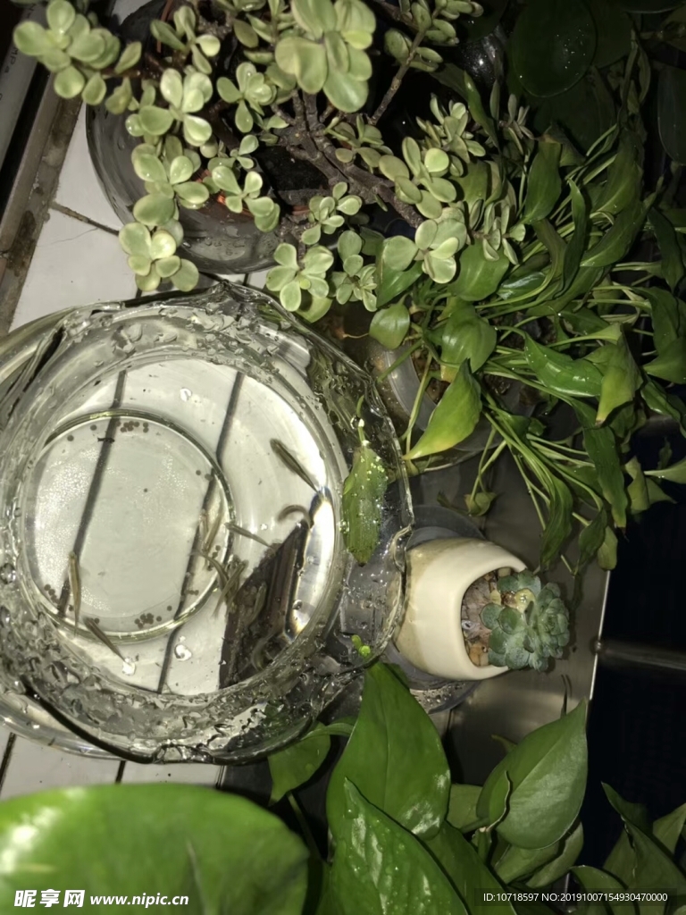 鲜花绿草