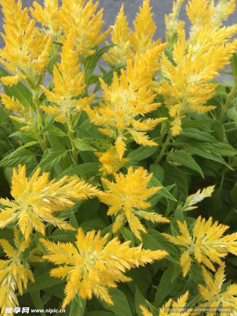 鲜花绿草