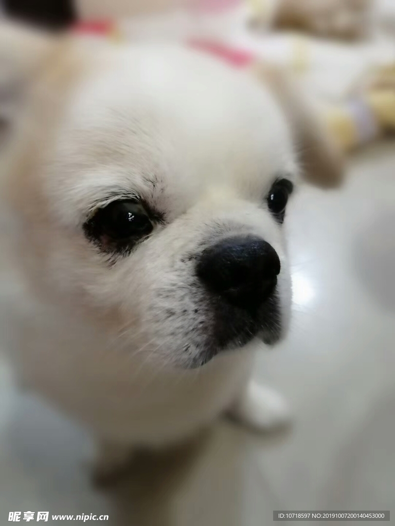 小狗