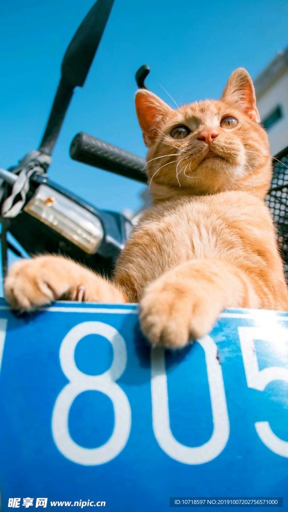 猫咪