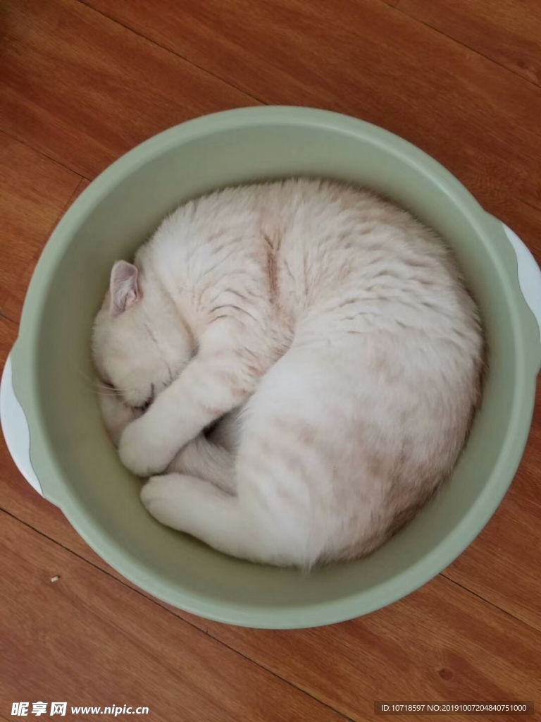 猫咪