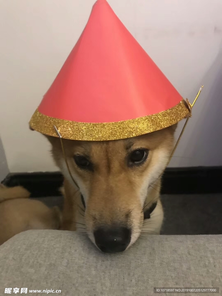 狗