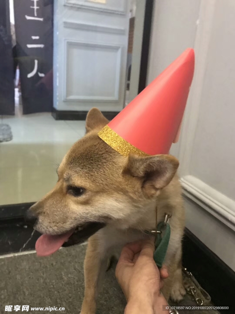 狗