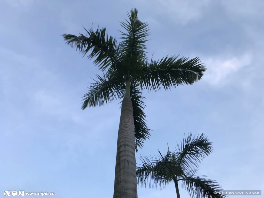 鲜花绿草
