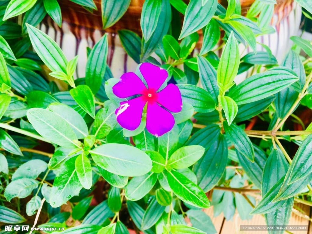 鲜花绿草