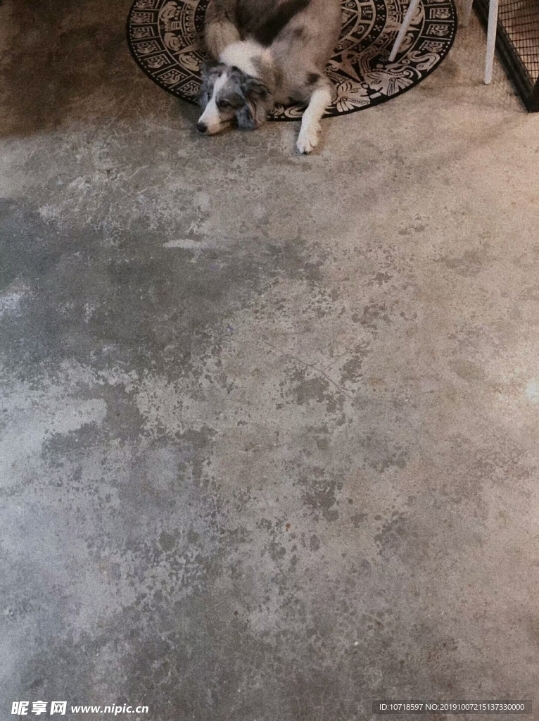 猫狗