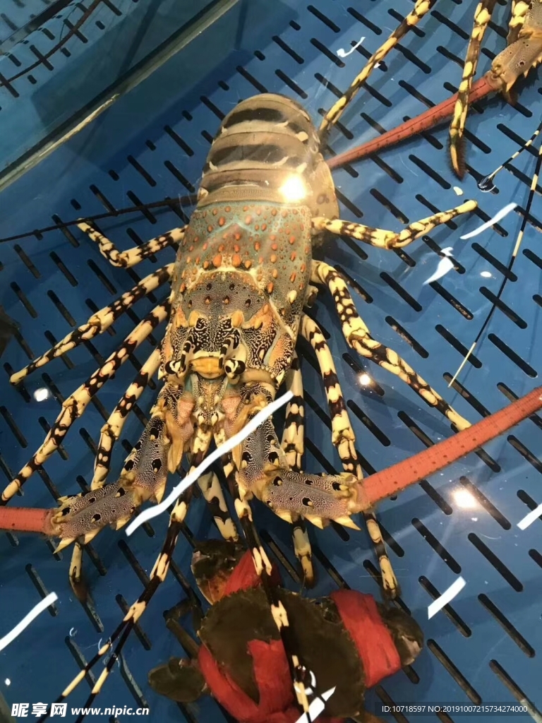 大龙虾