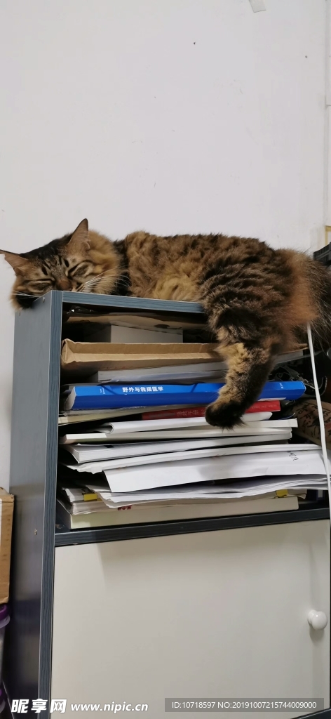 猫咪