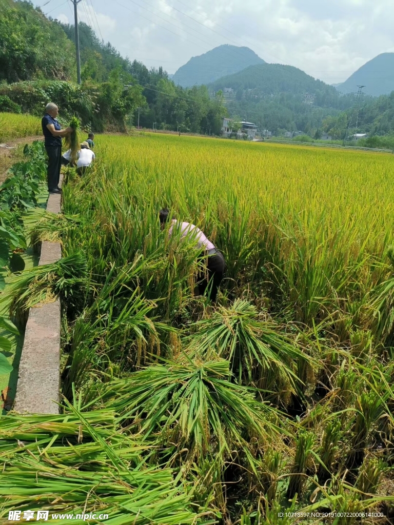 水稻 稻谷