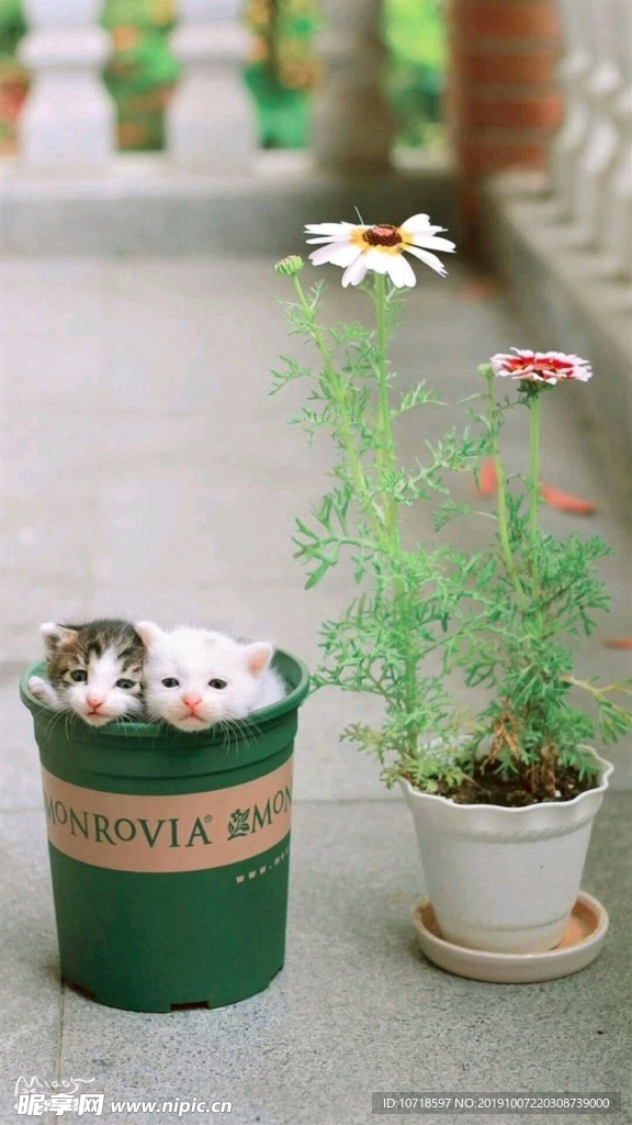 鲜花小猫