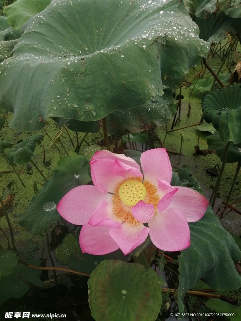 鲜花绿草