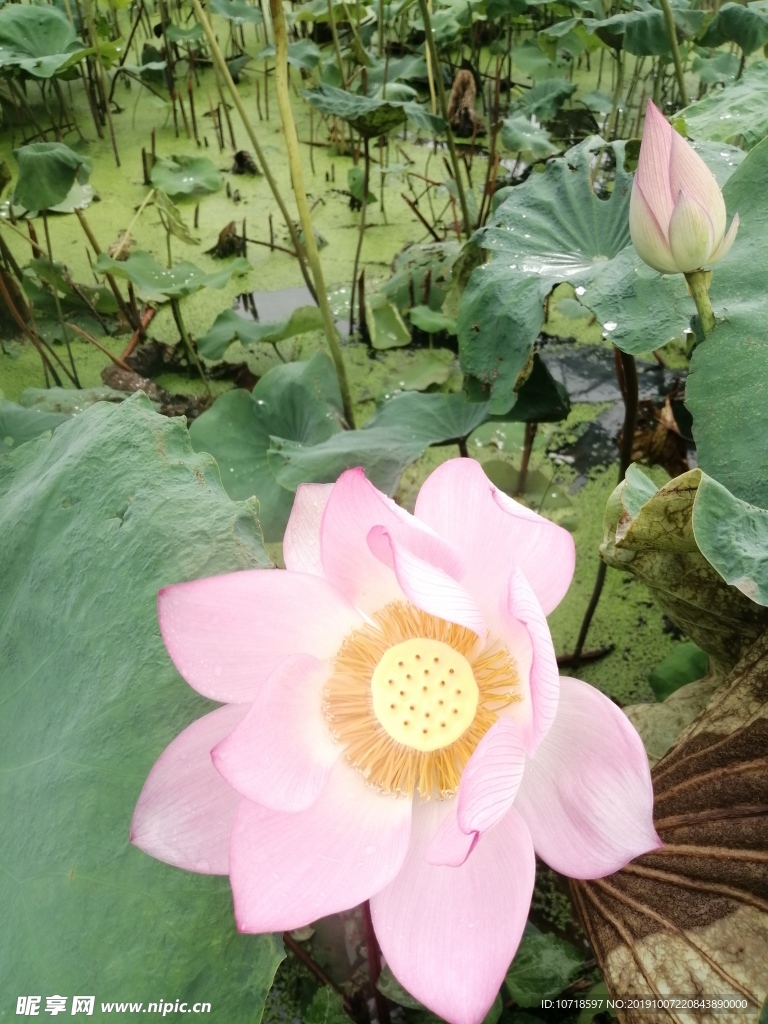 鲜花绿草