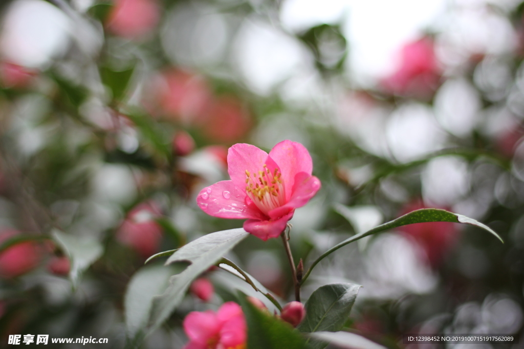 玫玉花