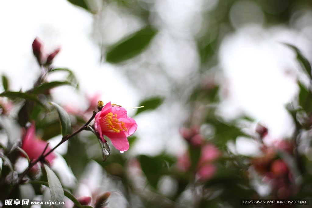 玫玉花
