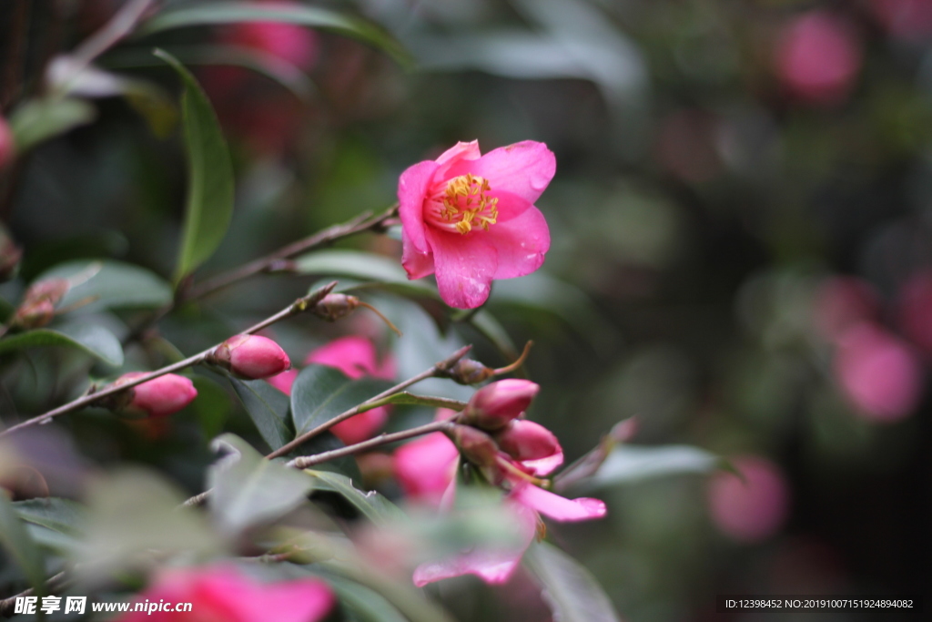玫玉花