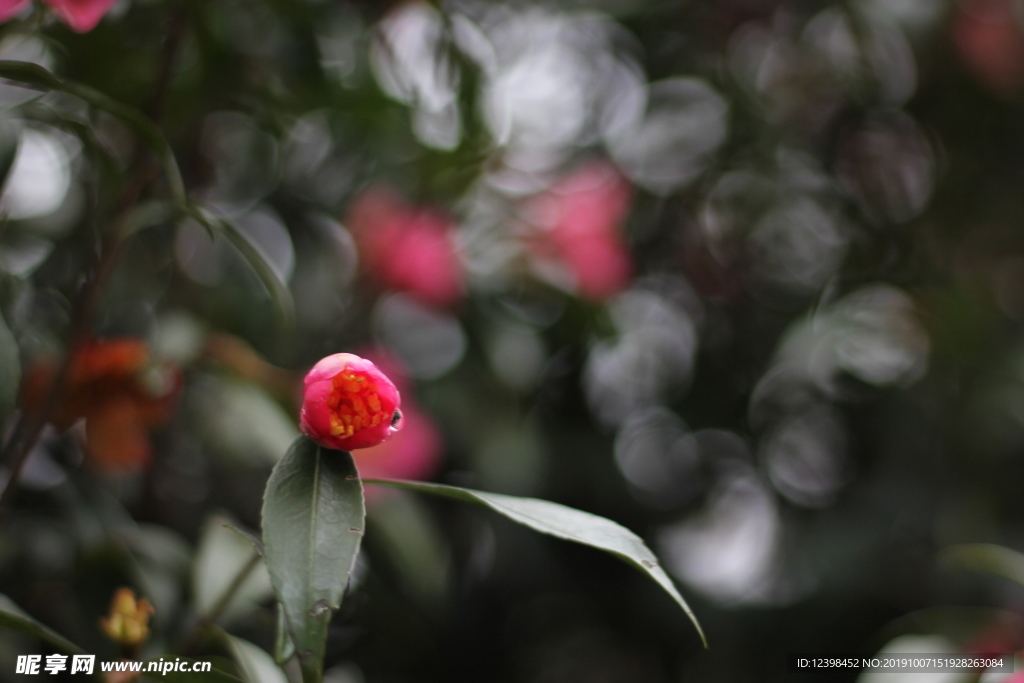 玫玉花