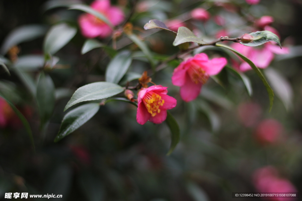 玫玉花