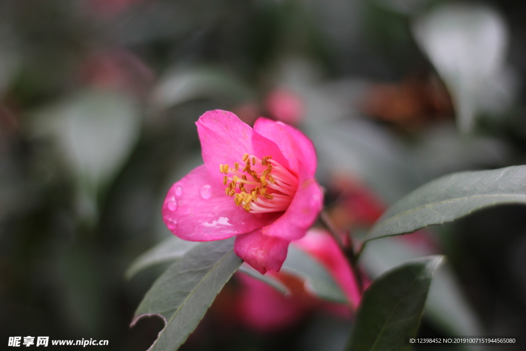 玫玉花