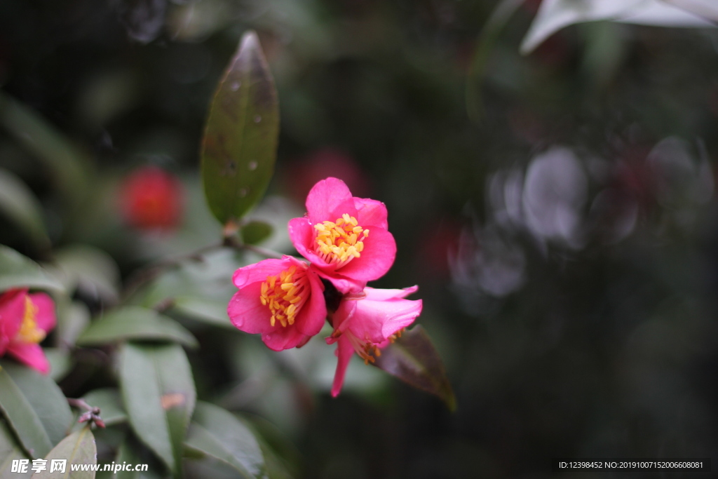 玫玉花