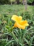 花园中小黄花 芍药花