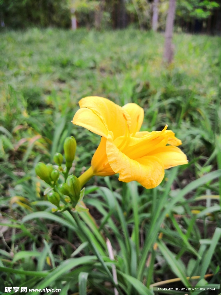 花园中小黄花 芍药花