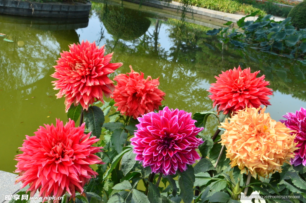 大丽花