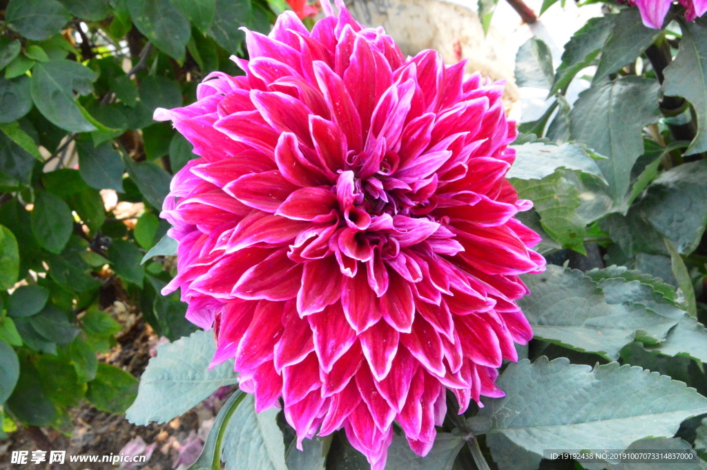 大丽花