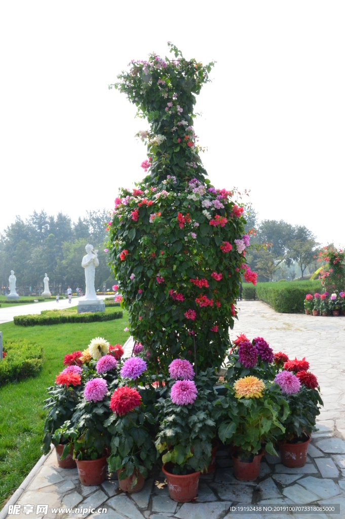 大丽花