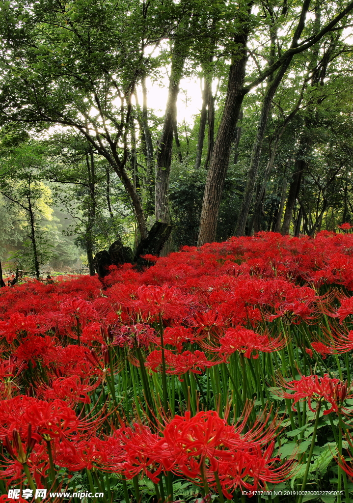 花草