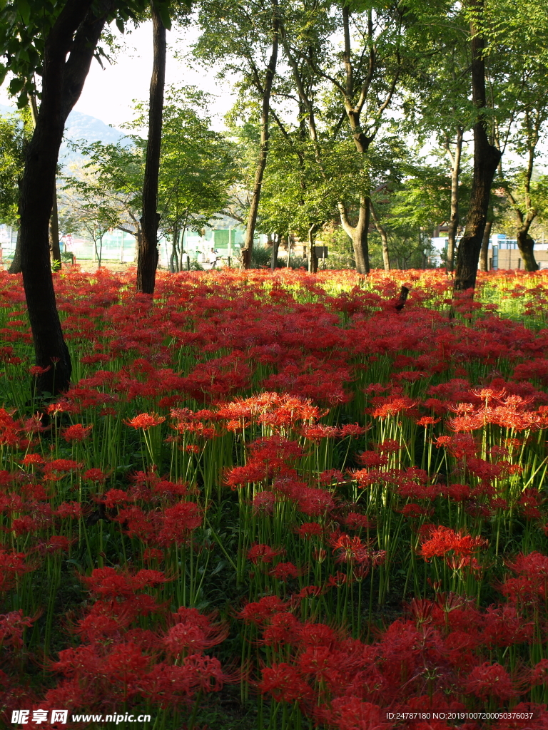 花草