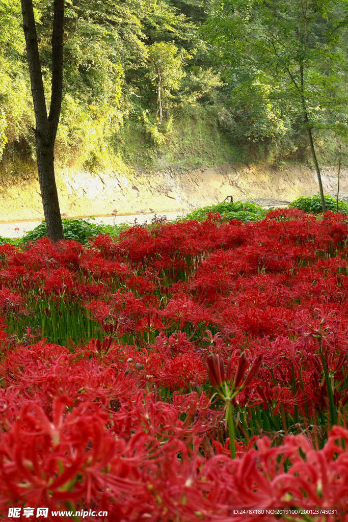 花草