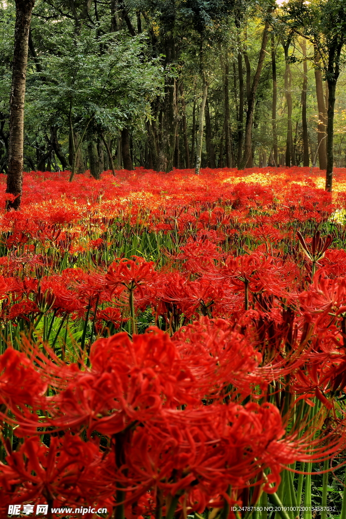 花草