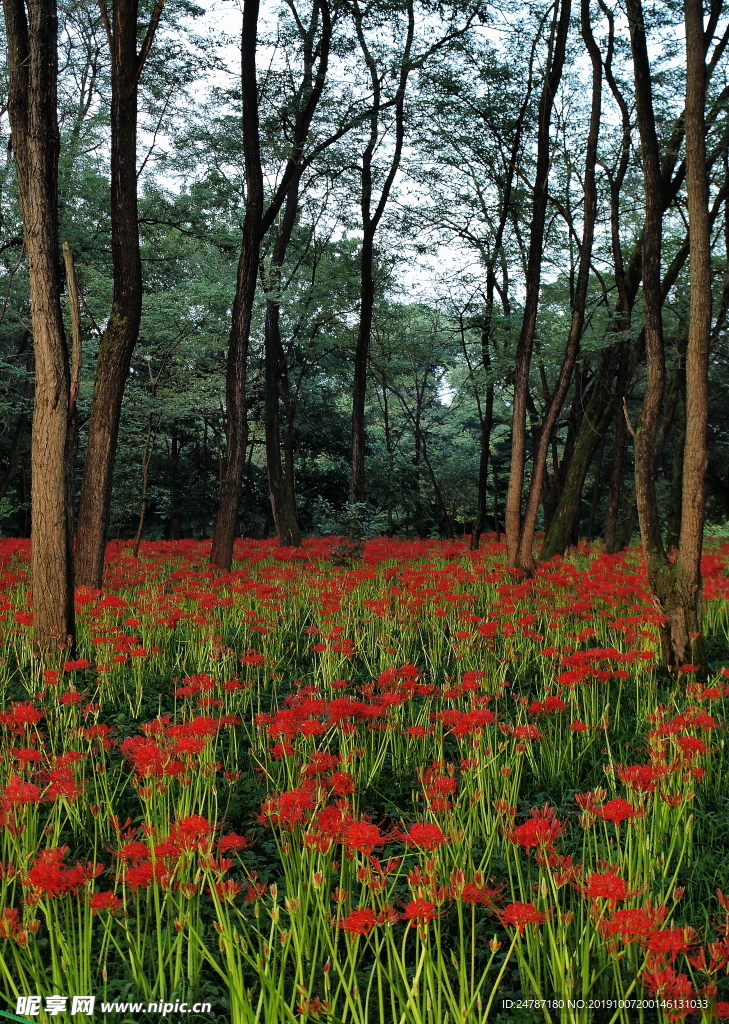 花草