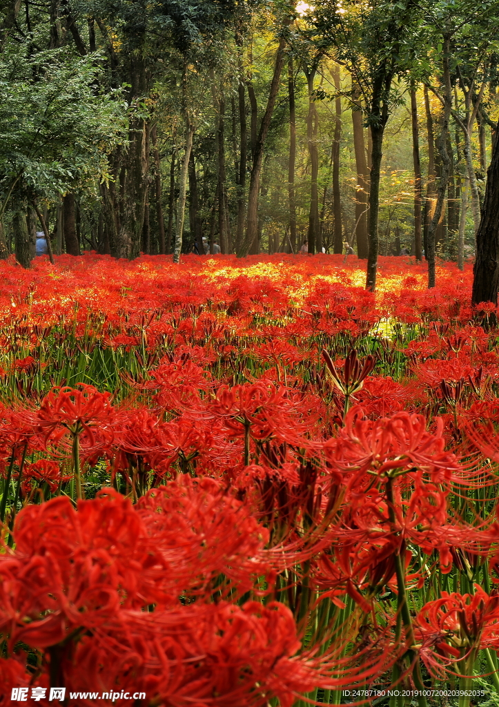 花草