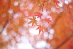 枫叶