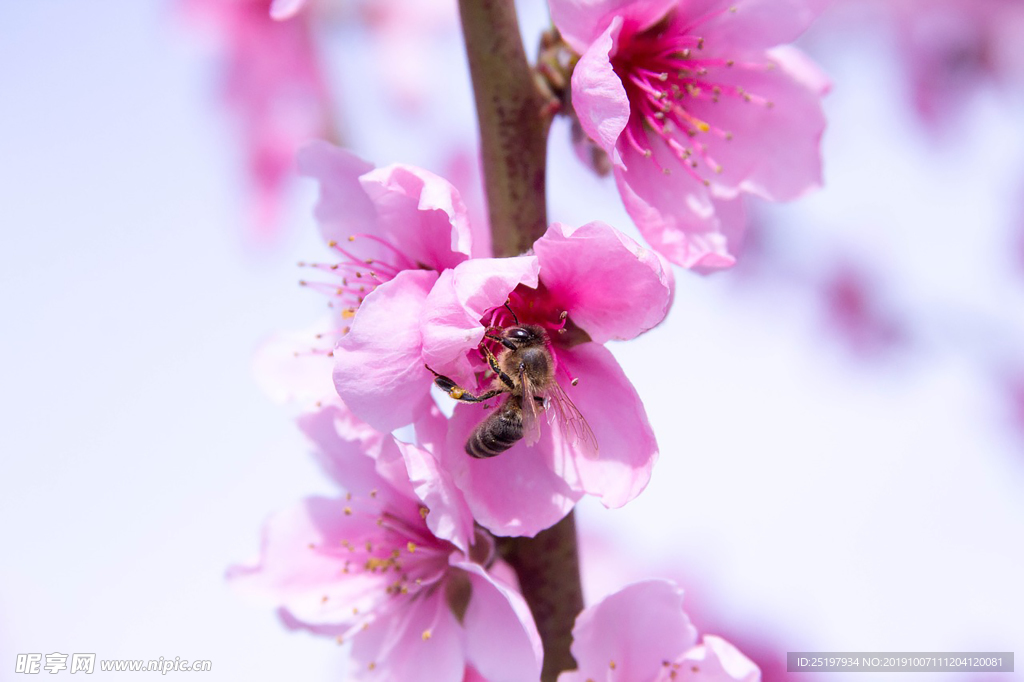 桃花