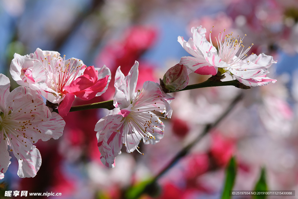 桃花