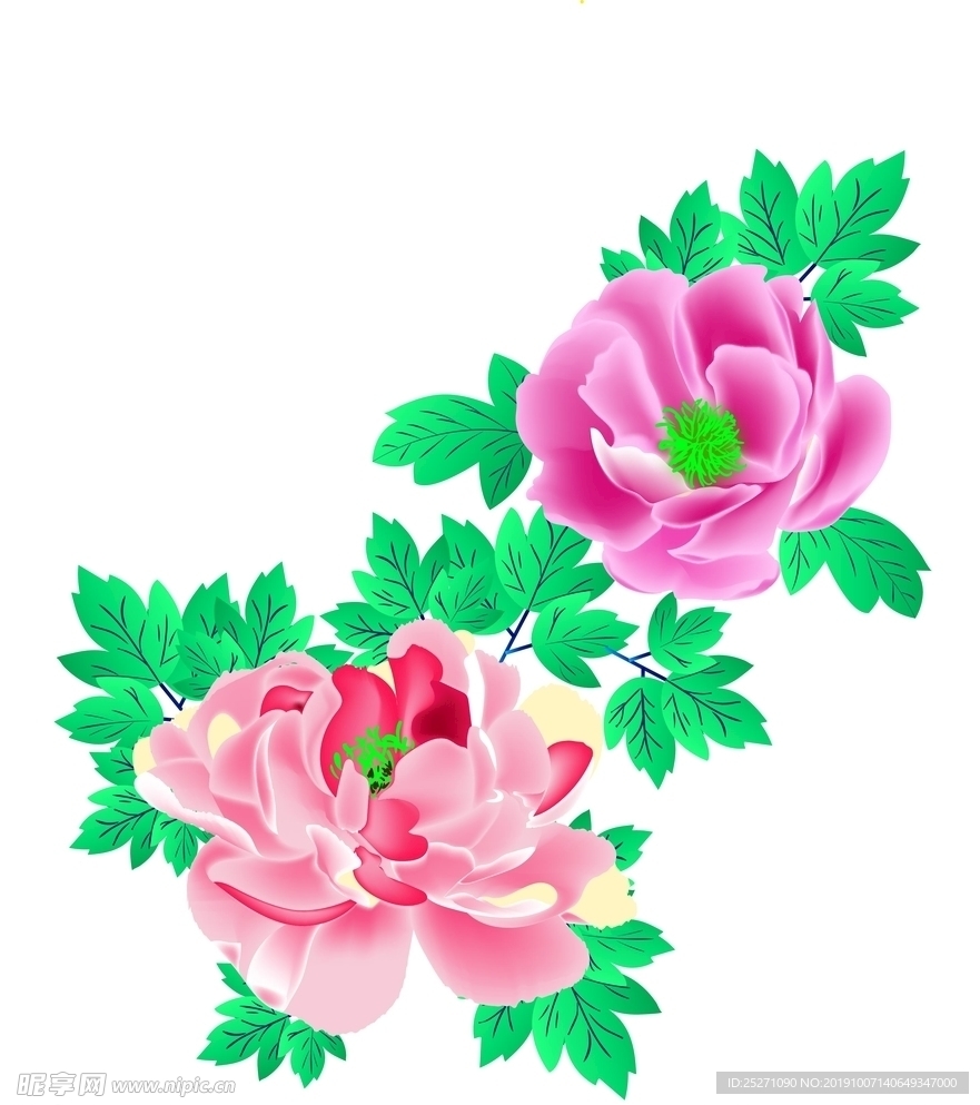 牡丹