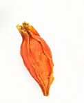 栀子 香料 调味料 佐料
