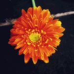 百日菊 百日草 花朵 小清新