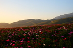 拉拉提花海