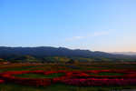 拉拉提花海
