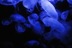 水母