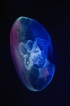 水母